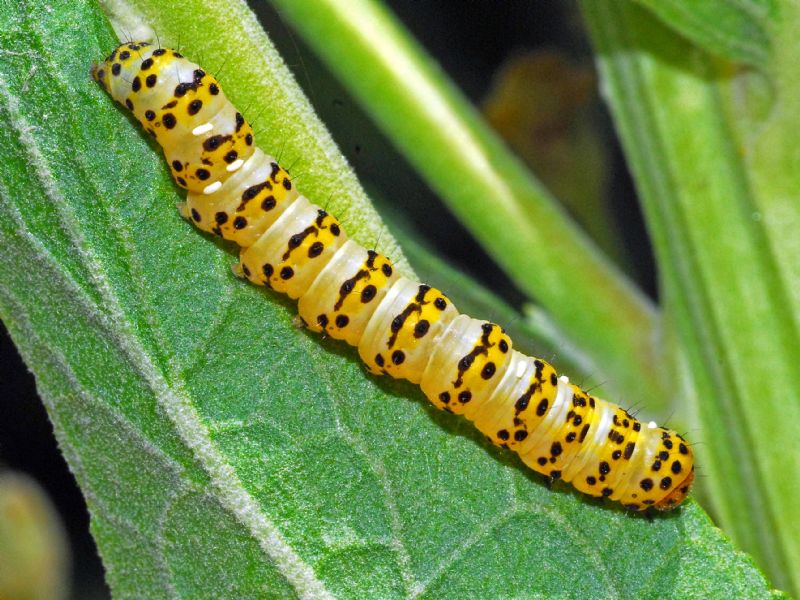 Bruco di Shargacucullia lychnitis parassitato